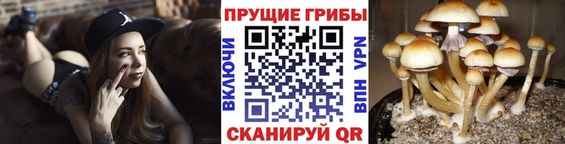 Псилоцибиновые грибы GOLDEN TEACHER Пущино